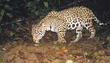 "Sí es posible convivir con jaguares y al mismo tiempo protegerlos"