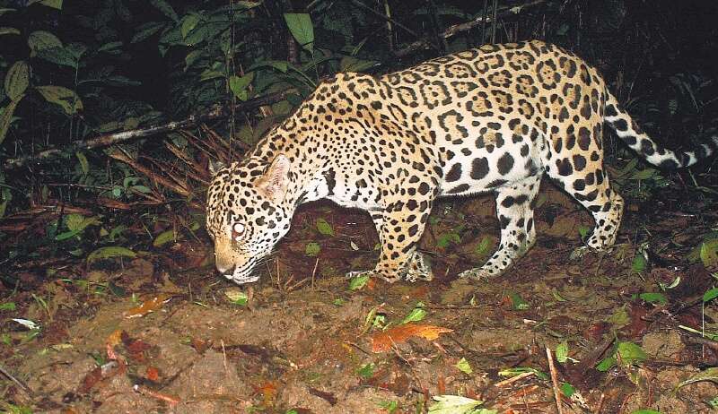 Se estima que en Colombia habitan aproximadamente 15.000 jaguares, en Brasil 86.834 y en Perú 22.210 / Cortesía Panthera