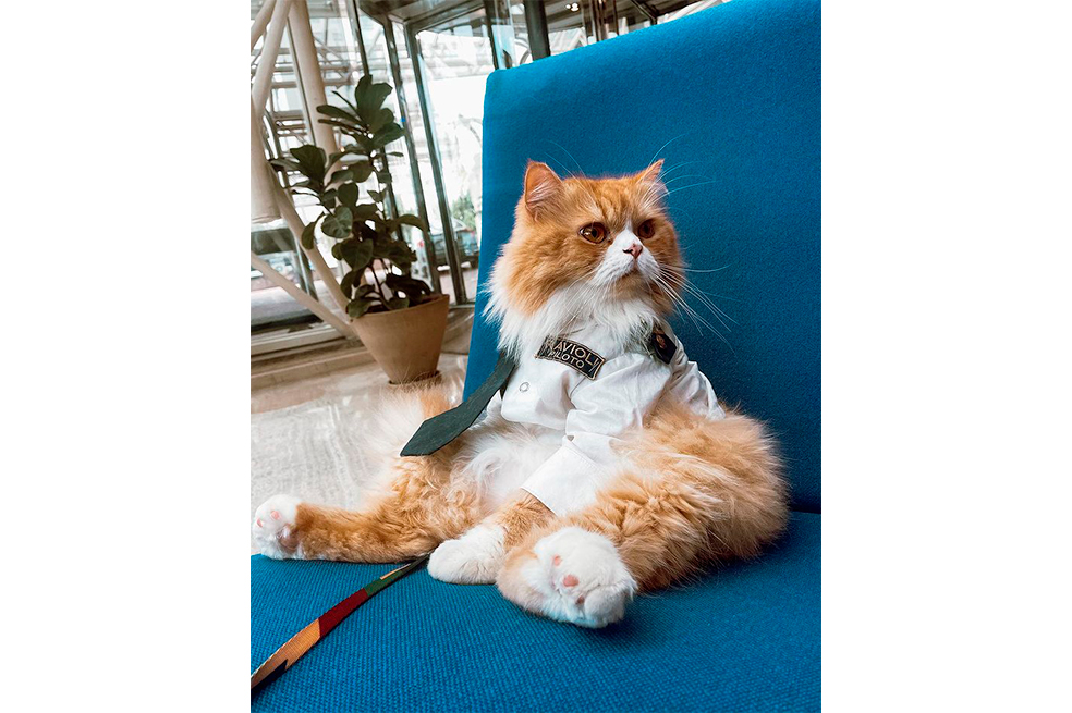 Ravioli, el gato influencer que es tendencia en las redes sociales