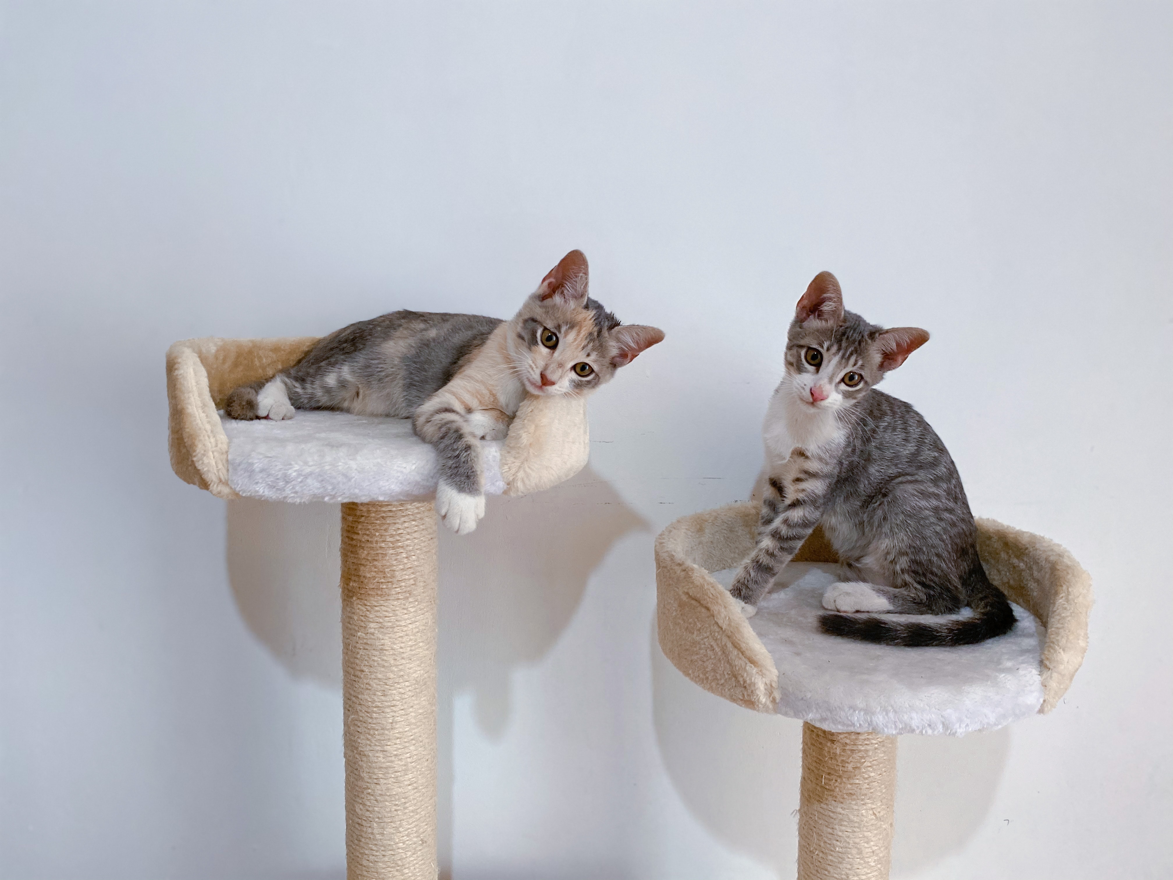 Los gimnasios para gato, cuerdas y otros objetivos, motivan a su mascota a tener una vida más activa y placentera.