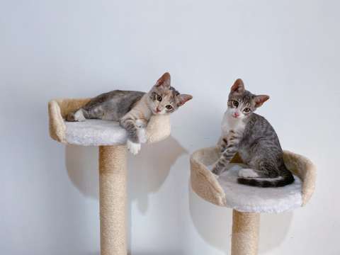 Gatos: ¿por qué no les gustan las puertas cerradas?