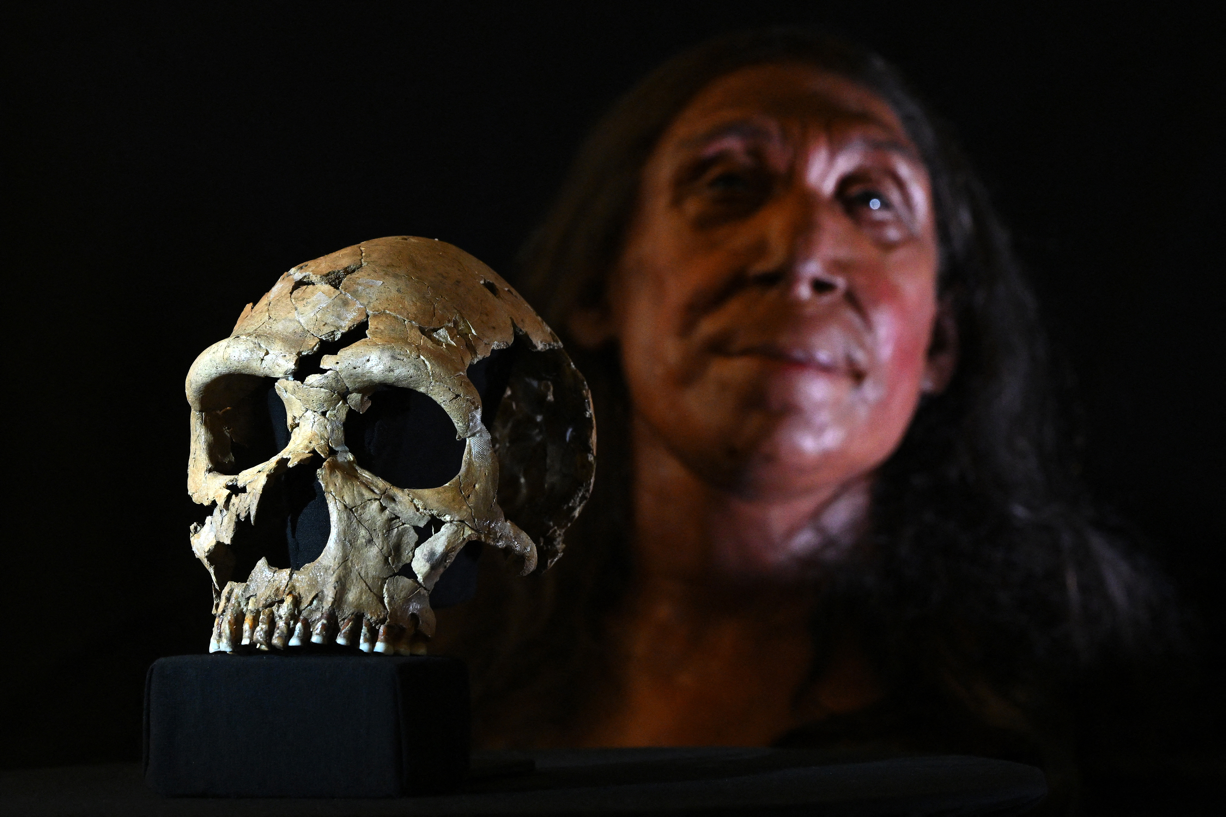 A picture shows the rebuilt skull and a physical reconstruction of the face and head, of a 75,000-year-old Neanderthal woman, named Shanidar Z, after the cave in Iraqi Kurdistan where her skull was found in 2018, at the University of Cambridge, eastern England, on April 25, 2024.