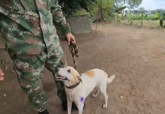 Ángel, el perrito sin hogar que salvó la vida de soldados del Ejército en Guaviare