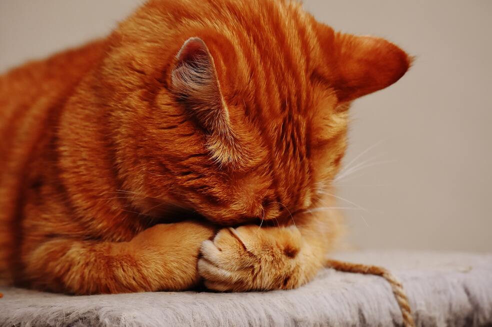 Gato herido