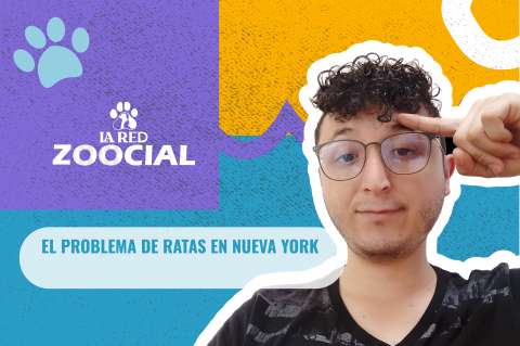 (Video) ¿Qué está pasando con las ratas en Nueva York?