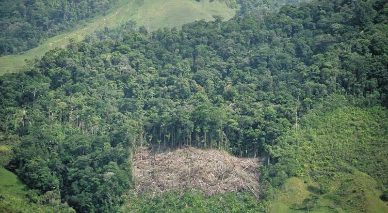 Imagen reciente de un bosque talado en la serranía Los Picachos en San Vicente del Caguán (Caquetá). / Óscar Pérez