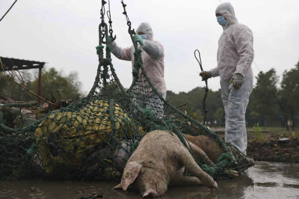 Las autoridades de Shanghái han retirado cerca de 6.000 cerdos muertos del río Huangpu, una de las principales fuentes de agua corriente para esta ciudad china de 24 millones de habitantes. / EFE