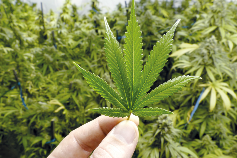 El 20 de abril de cada año, los consumidores del cannabis en el mundo celebran la fecha considerada como el Día Internacional de la Marihuana. El panorama de la legalización del consumo recreativo en Colombia es difuso. El año pasado se hundió un proyecto de acto legislativo que buscaba generar una excepción para el consumo adulto de la marihuana mediante la modificación del artículo 49 de la Constitución. Hoy, uno de los proyectos radicados en el Congreso busca que el Estado se haga cargo de actividades comerciales relacionadas a la marihuana.