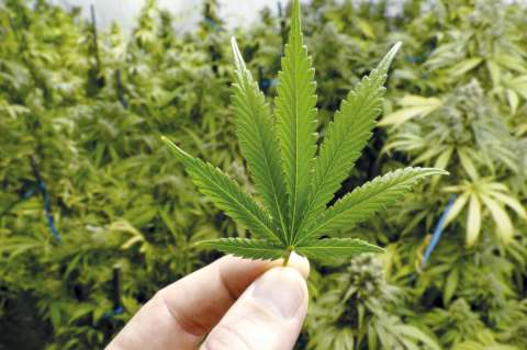 Claves para entender el debate sobre la regulación del cannabis de uso adulto