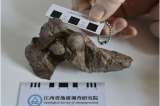 Encontraron el huevo de dinosaurio más pequeño que se conoce hasta ahora