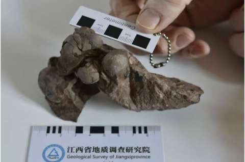 Encontraron el huevo de dinosaurio más pequeño que se conoce hasta ahora