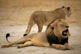 Zimbabue pide a EE.UU. extradición del cazador que mató al león Cecil
