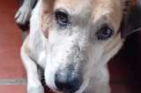 Toby, el perrito que perdió a su familia y aún sueña con un hogar