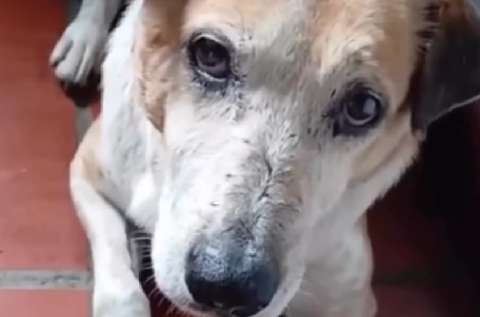 Toby, el perrito que perdió a su familia y aún sueña con un hogar