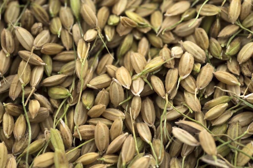 Las dos mayores economías mundiales están envueltas desde hace meses en una feroz guerra comercial y eso ha repercutido en los precios de los cereales. / Bloomberg News