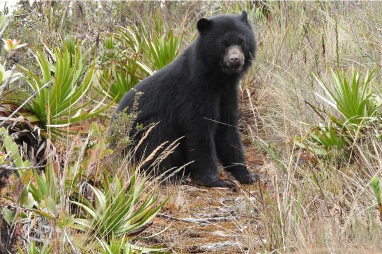 En Colombia se han realizado 107 acuerdos de conservación con comunidades campesinas locales en 6 áreas protegidas (Tatamá, Farallones, Munchique, Hermosas, Doña Juana, Chingaza).