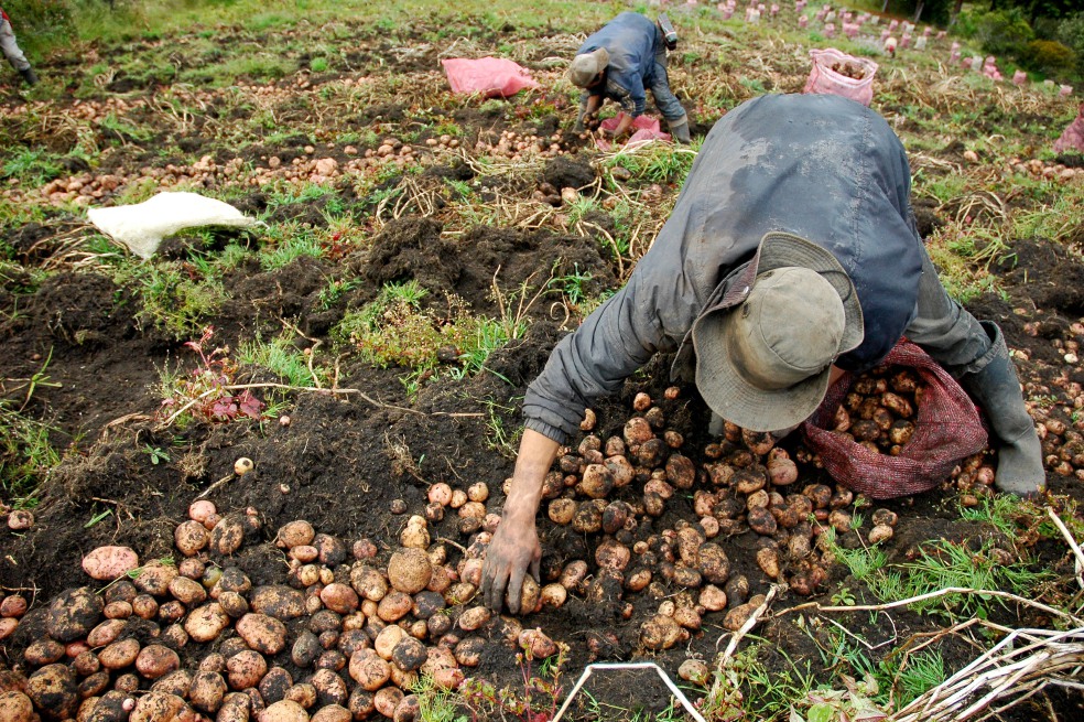 Sólo el 18 % de la población del campo latinoamericano es joven. / Bloomberg