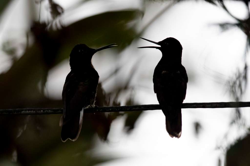 -FOTODELDÍA- AME4658. NANEGALITO (ECUADOR), 19/11/2022.- Fotografía de un colibrí, el 17 de noviembre de 2022 en Nanegalito, en la zona boscosa Chocó Andino de Pichincha, al noroccidente de Quito (Ecuador). El Chocó Andino de Pichincha, reconocido desde julio de 2018 por la Unesco como Reserva de la Biosfera, es un enclave de bosques montañosos que alberga la mayor concentración de aves de la zona. Desde el cóndor hasta el colibrí, son más de 500 especies de aves que se pueden observar en Quito y sus alrededores, una rica biodiversidad que hace de la capital de Ecuador uno de los destinos mundiales más atractivos para el "birdwatching" o aviturismo, dedicado al avistamiento de aves. EFE/ José Jácome