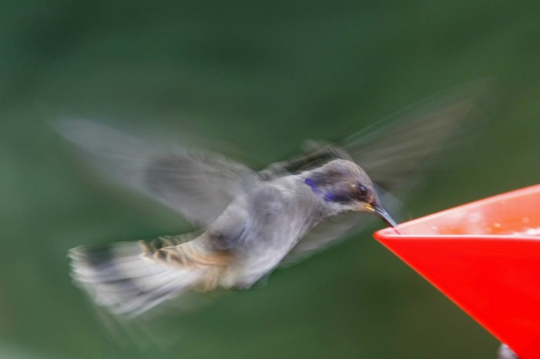 Los colibrís ven colores que los humanos no pueden percibir