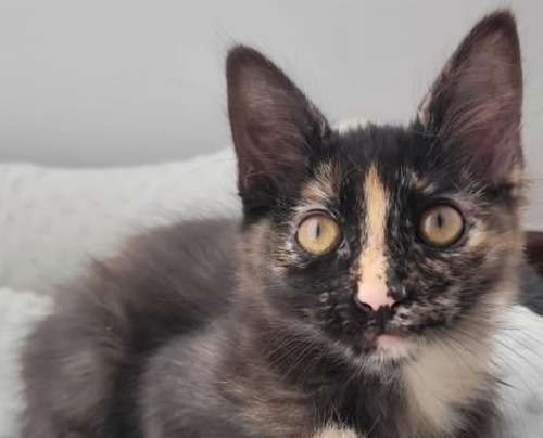 La historia de Ágatha, la gatita que “dejaron plantada” en su cita de adopción