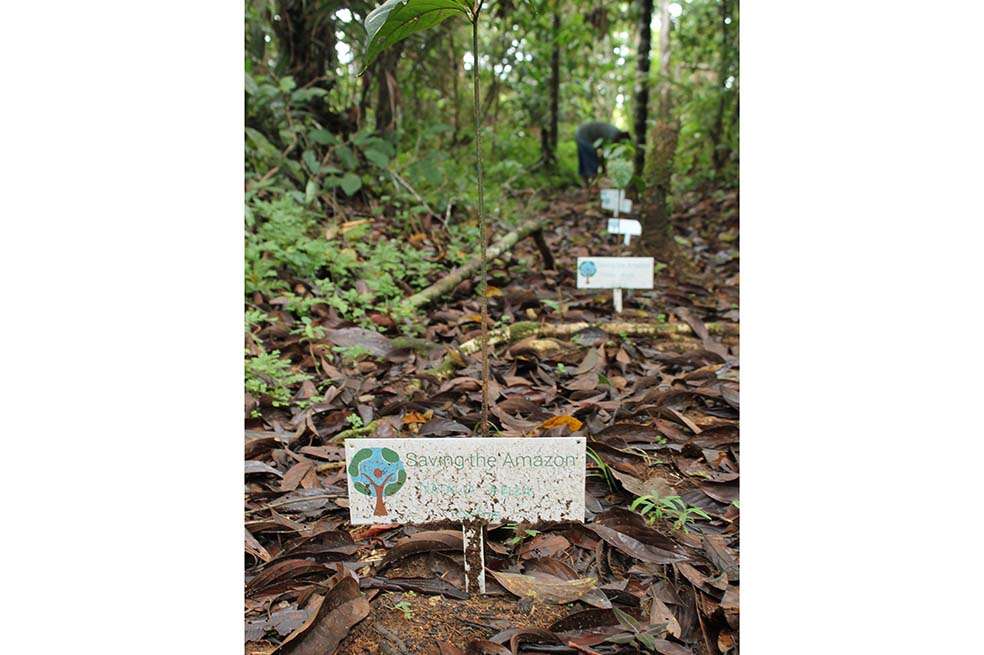 Los árboles del proyecto Saving the Amazon son sembrados por indígenas Wananos y Cubeos, en el Vaupés. / María Mónica Monsalve S