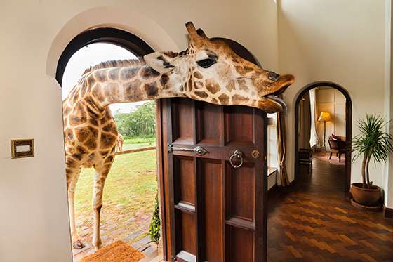Nairobi, Kenya --- Rothschild's giraffe sticking head through front door, Giraffa camelopardalis rothschildi, Giraffe Manor, Nairobi, Kenya --- Image by © Frans Lanting/Corbis