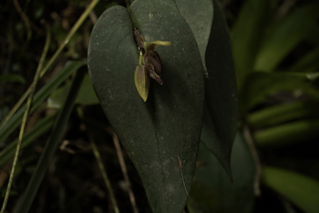 Hospedera de ranas (Pleurothallis).