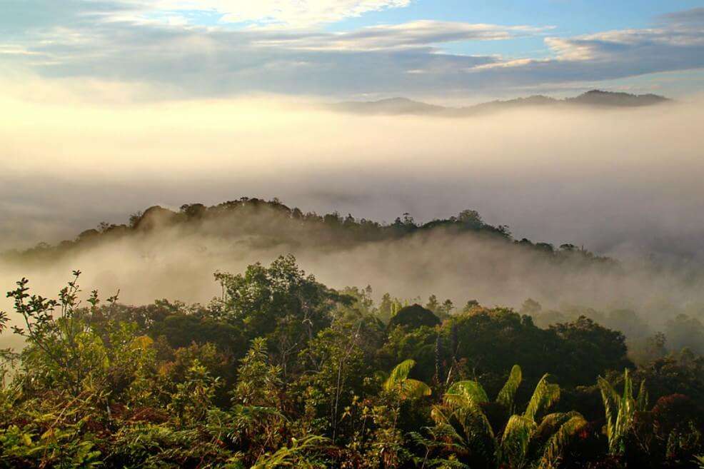 Borneo fue elegida porque presenta un riesgo débil de desastre natural.  / Pixabay