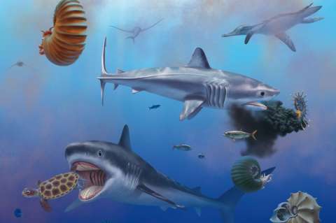 Los científicos conocen, por fin, cómo era el tiburón prehistórico gigante