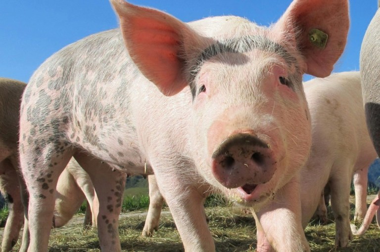 ¿Cómo se llama la cría de un cerdo?