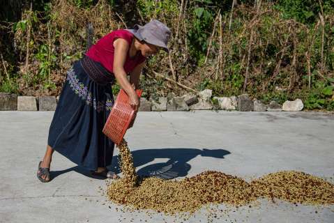 El café sostiene las exportaciones mientras el clima aprieta la producción