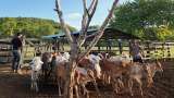 En Montes de María las ovejas se convirtieron en aliadas para consolidar la paz
