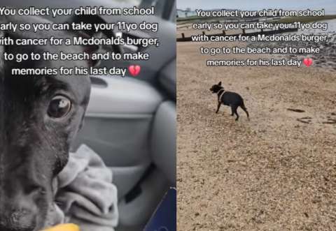 Un último día con Buddy: el emotivo adiós de una familia a su perro