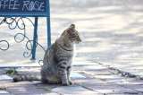 Rescatan a más de 1.000 gatos que iban a ser sacrificados en China