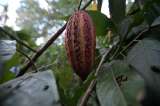 El cacao y el “miske” serán las estrellas de Quito en Madrid Fusión 2023