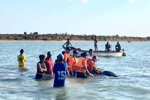 (VIDEO) Liberan ballena que estaba atrapada en las playas de la Guajira