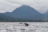 Satena operará vuelo especial a Nuquí por fiestas patronales y temporada de ballenas