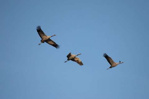 Aves migratorias podrán morir por contaminación de la pólvora