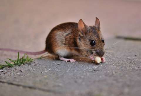 ¿Qué significa soñar con ratones? ¿Buena o mala suerte para el soñador?