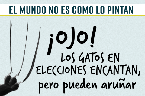 El mundo no es como lo pintan: ¡Ojo! Los gatos en elecciones encantan, pero aruñan