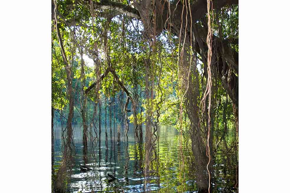 Este humedal es el igapó o bosque inundado de aguas negras de la Amazonía./ Fernando Trujillo
