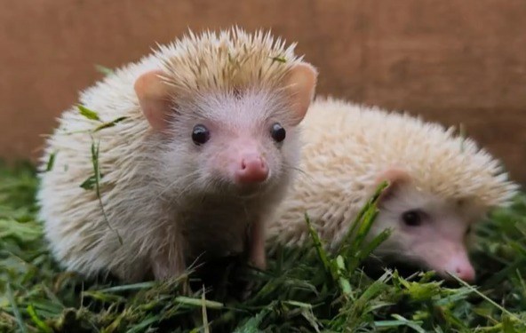 Familia tenía animales exóticos como mascotas: son peligrosos y no lo sabían