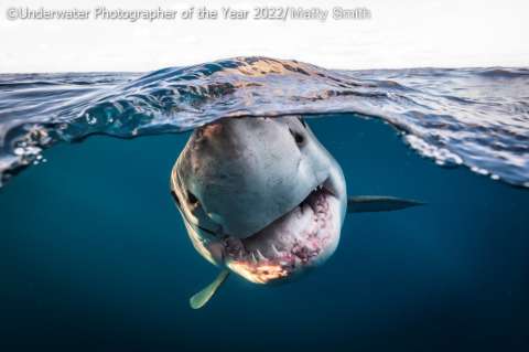 Galería: los increíbles ganadores del concurso de fotografía submarina 2022