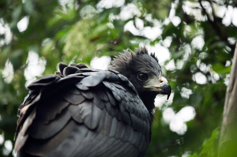El águila solitaria: los peligros de desconocer un animal que podría desaparecer en Colombia