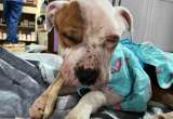 Investigan caso de perro abandonado y maltratado en apartamento de Nueva York