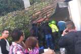 Tres lesionados deja caída de árbol en el norte de Bogotá