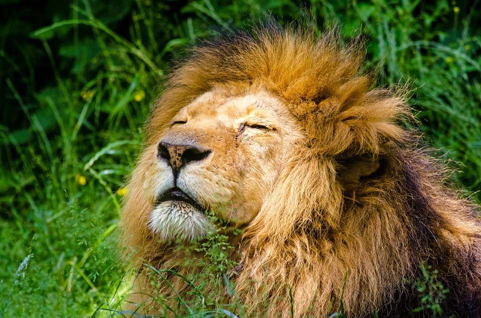 León africano. / Pixabay