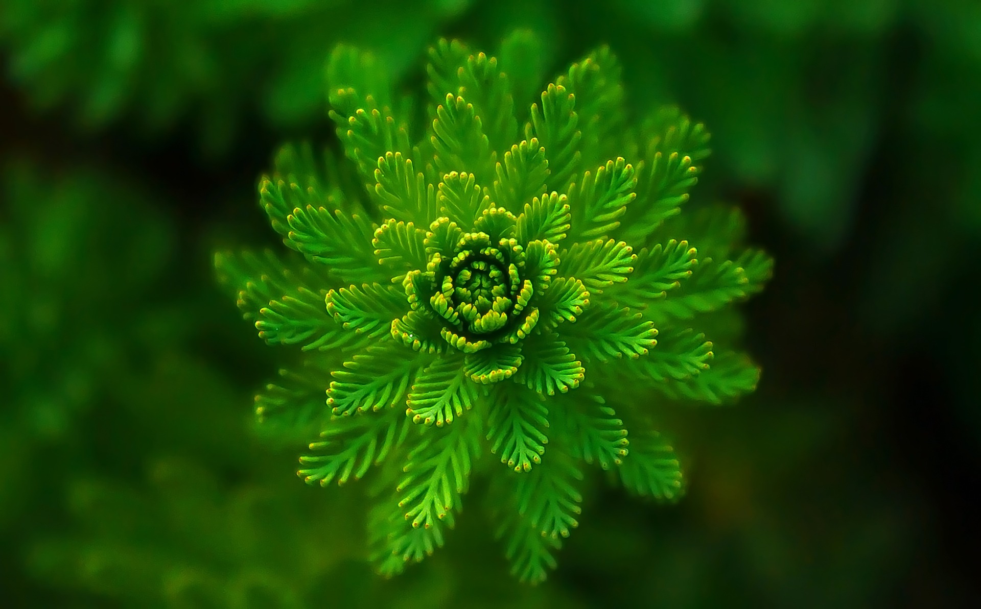 Imagen de la flor de un helecho en primer plano.