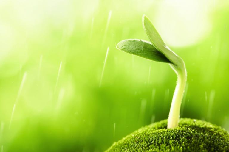 ¿Cuál es el ciclo natural de las plantas y su evolución?