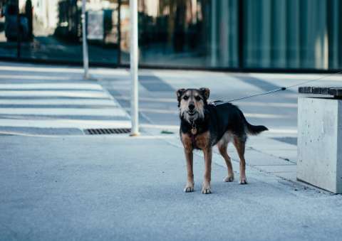 En esta ciudad obligarían a las personas a limpiar la orina de sus perros en las calles